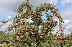 Loaded apples Photo: Leif Tillotson
