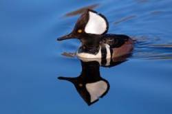 31_8x2a5650_hooded_merganser_mirror.jpg