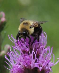 bumble bee Photo: Ross Lanius