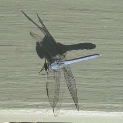 Eastern Pondhawk Photo: Harriet Szanto