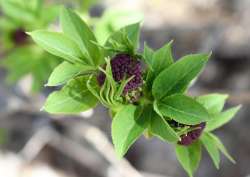 Elderberry Photo: Jennifer Brockway