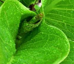 31_Skunk_Cabbage_Sue_March.jpg