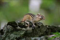 Chipmunk Photo: Anonymous