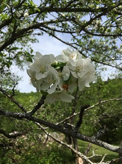 31_apple_blossom_may.jpg