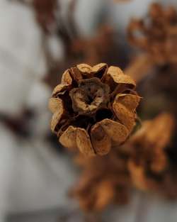 Ghost plant Photo: Susan Lichty