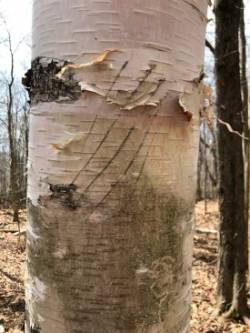 Bear claw Photo: Thomas Wansleben