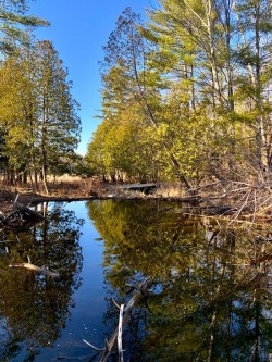 Beaver dam Photo: Mark Raishart