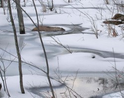 Beaver pond Photo: Barry Draper