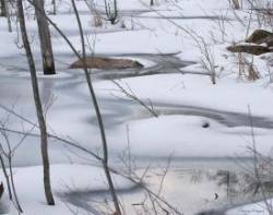 Beaver pond Photo: Barry Draper