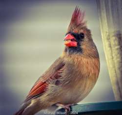 Northern cardinal Photo: Michael V. Wilson