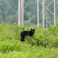 Black bear Photo: AM Dannis