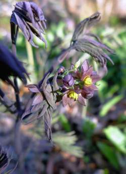 Blue cohosh Photo: Geoffrey Bluh