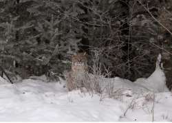 Bobcat Photo: Sarah Cummings