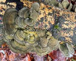 Bracket fungus Photo: Sheri Larsen