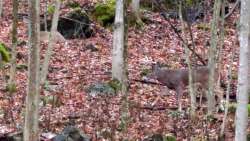 Buck courting Photo: Fred G. Stone