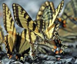 Butterflies Photo: Michael A. Gudreau