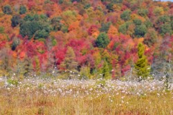 Colorful cottongrass Photo: Tom Grett