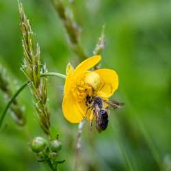 Crab spider Photo: Sandy Dannis