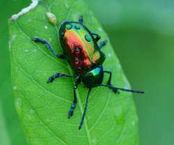 Beetle Photo: Tom Grett