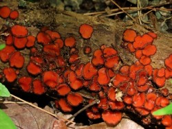 Eyelash Cup Fungus Photo: Charlie Schwarz