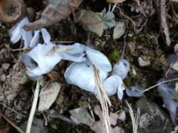 Frost Flowers Photo: Bonnie Honaberger
