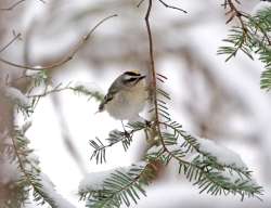 Golden kinglet Photo: Kirk Gentalen