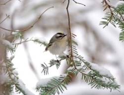 Golden kinglet Photo: Kirk Gentalen