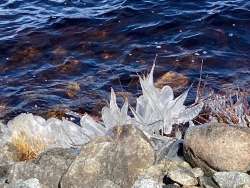 Ice flowers Photo: Nancy Halloran