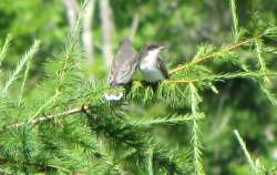 Kingbirds Photo: Sheryl Gebauer