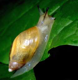 Snail larva Photo: Frank Kaczmarek