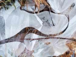 Ice foliage Photo: Susan Lichty