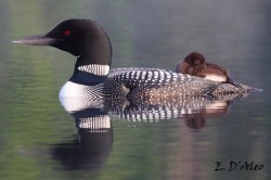 Loon Parent Chick Photo: Eric D'Aleo