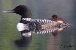 Loon Parent Chick Photo: Eric D'Aleo