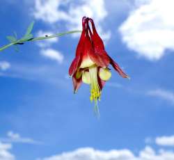 Columbine Photo: Frank Kaczmarek