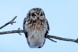 Shortie on branch Photo: Yvonne Mehlenbacher