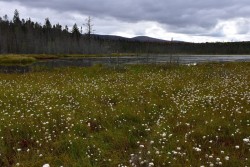 Moose Bog Cotton Grass Photo: Sue March