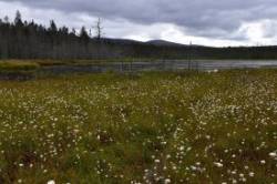 Moose Bog Cotton Grass Photo: Sue March