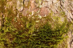 31_moss_lichen.jpg