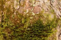 31_moss_lichen.jpg