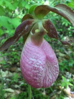 Ladyslipper Photo: Pam Landry