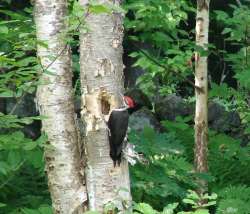 woodpecker Photo: Cindy Morin