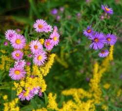 Northeast asters Photo: Michael Wilson