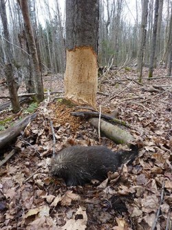 31_porcupinedamage.jpg