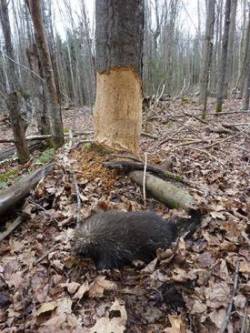 31_porcupinedamage.jpg
