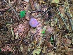 Mushroom Photo: Stephen Fox