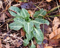 Rattlesnake plantain Photo: Ross Lanius