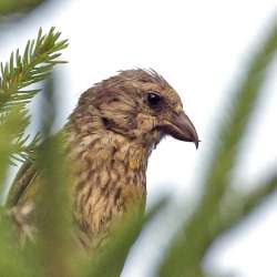 Crossbill Photo: Kirk T. Gentalen