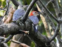 Woodpeckers Photo: Kathleen Bross