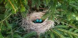 Robin eggs Photo: Deidre Qui