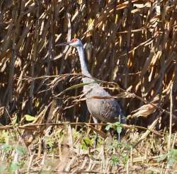 Sandhill crane Photo: Ross Lanius